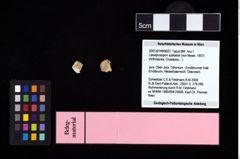 NHMW-GEO-2007z0149-0023_Ol_01.tifLaeviprosopon sublaeve (von Meyer, 1857)  (NHMW-GEO-2007z0149-0023)